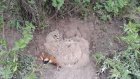 В Пензенском районе нашли гнездо филинов с птенцами