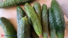 Почему не стоит есть «попки» огурцов?