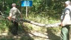В Морозовском дендрарии вырубают аварийные и засохшие деревья