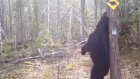 В российском лесу на камеры попал медведь-стриптизер