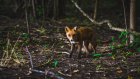 В Мокшанском районе обнаружен очаг бешенства