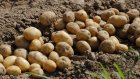 Дано объяснение росту цен на российский картофель