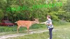 В Сурске пятнистый олень вновь пришел к людям за угощением