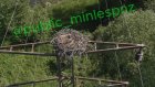 В Пензенском районе нашли гнездо редчайшей птицы