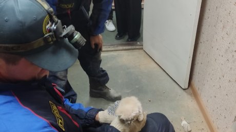 В Пензе спасатели достали котят, упавших в шахту воздуховода