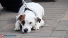 Россиян предупредили об опасных последствиях укусов насекомых у питомцев