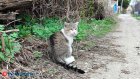 Прогноз на неделю: пензенцев ждут погодные качели