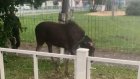 В Кузнецке у школы заметили молодого лося