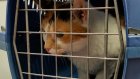 Кошка выжила после падения с высоты 120 метров и нашла новую хозяйку