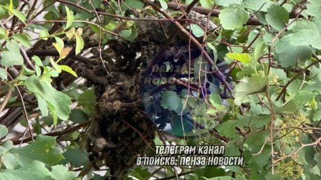 Пчеловод избавил жителей многоэтажки от неприятных соседей