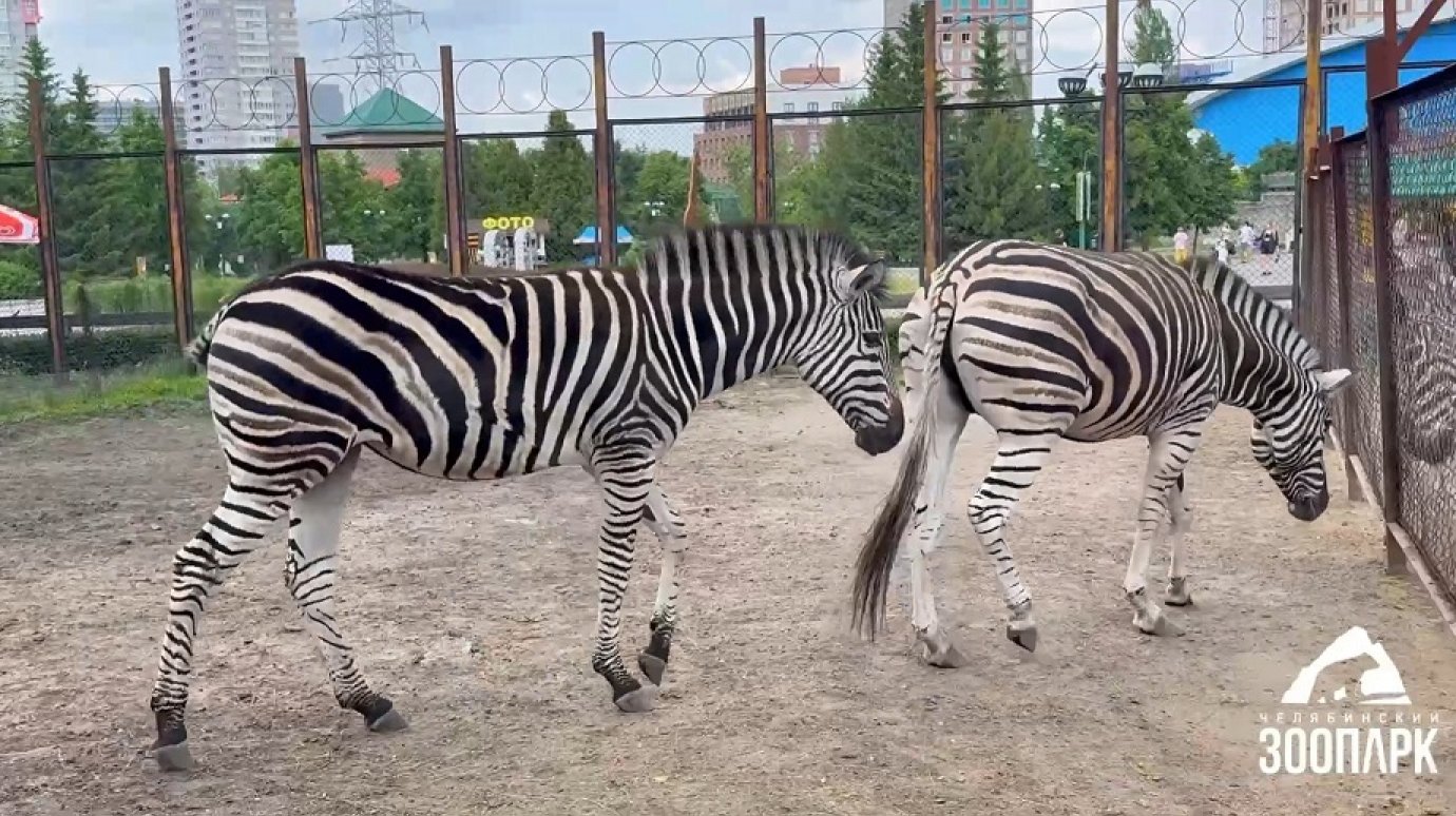В Пензенском зоопарке ждут Амазонку и Вьюгу