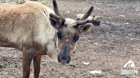 В Пензенском зоопарке ждут Амазонку и Вьюгу