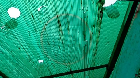 Колышлейцы показали последствия крупного града