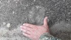 В Земетчинском районе вновь подтверждено обитание медведя