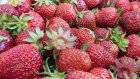 Как правильно хранить свежую клубнику?