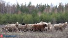 Неудачливый похититель барана 1,5 года прятался от полиции