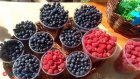 Дано объяснение, почему мелкие ягоды самые вкусные