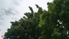 16 июня понаблюдаем за направлением ветра