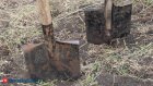 Дачников призвали срочно закопать банан на участке с одной целью