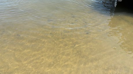 В Сурское водохранилище выпустили молодую стерлядь
