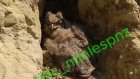 Гнездо филина нашли еще в одном районе Пензенской области