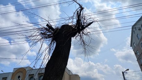 Деревья на ул. Куйбышева не смогли восстановиться после кронирования
