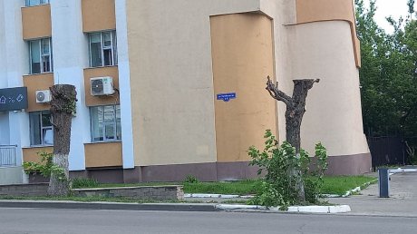 Деревья на ул. Куйбышева не смогли восстановиться после кронирования