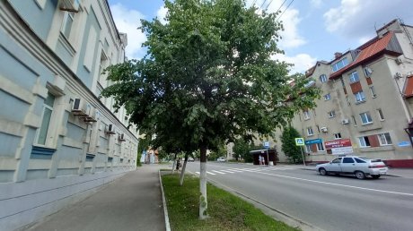 Деревья на ул. Куйбышева не смогли восстановиться после кронирования