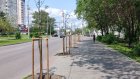 На ул. Ленинградской высадили рябины взамен уничтоженных деревьев