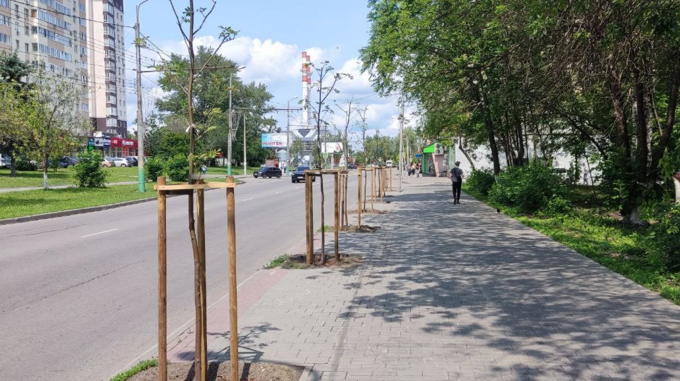 На ул. Ленинградской высадили рябины взамен уничтоженных деревьев