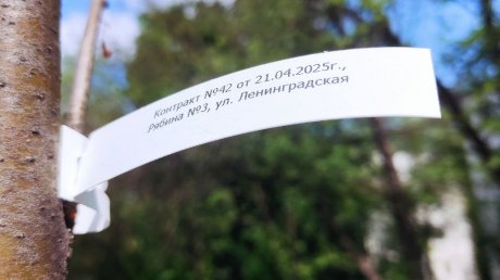 На ул. Ленинградской высадили рябины взамен уничтоженных деревьев