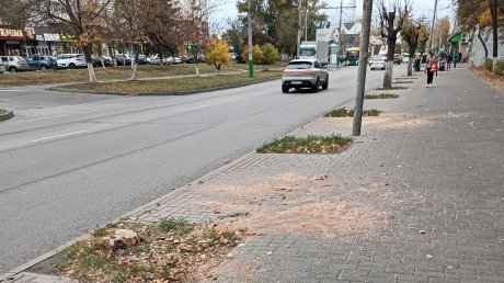 На ул. Ленинградской высадили рябины взамен уничтоженных деревьев