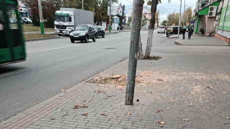 На ул. Ленинградской высадили рябины взамен уничтоженных деревьев