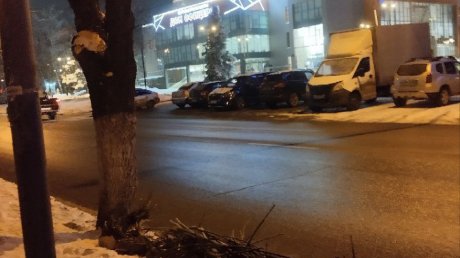 На ул. Ленинградской высадили рябины взамен уничтоженных деревьев