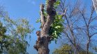 Объяснено появление «кургузых уродцев» на улицах Пензы