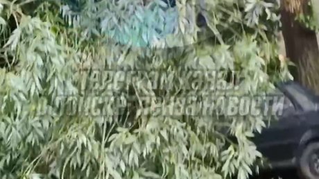Огромный сук рухнул на машину на улице Краснова