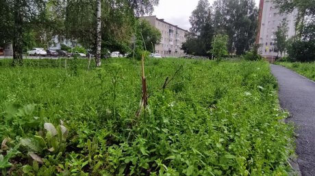 На Западной Поляне появился мини-сквер «Палки и коряги»