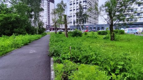 На Западной Поляне появился мини-сквер «Палки и коряги»