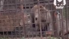 Медведица Марта осталась одна в брошенном российском зоопарке