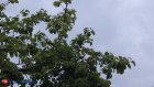 Жителей Пачелмского района предупредили об угрозе атаки БПЛА