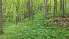 Археологи нашли ценный артефакт в окрестностях Наровчата