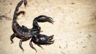 Москвичка убиралась в шкафу и была ужалена скорпионом