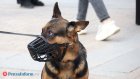 В России стало не хватать вакцин для кошек и собак
