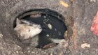 В Пензе спасатели вытащили собаку из сточного колодца