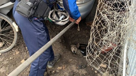 В Пензе спасатели вытащили собаку из сточного колодца