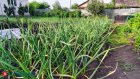 Россиянам рассказали о защите огорода от затопления во время дождей