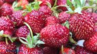 Россиянам назвали способные отбеливать зубы продукты