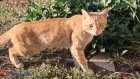 Кошкин дом. Хозяйка приюта из 250 животных отказывается их выселять