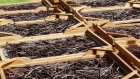 Популярная пряность оказалась под угрозой исчезновения
