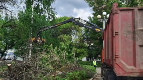В сквере Белинского началась вырубка зараженных деревьев
